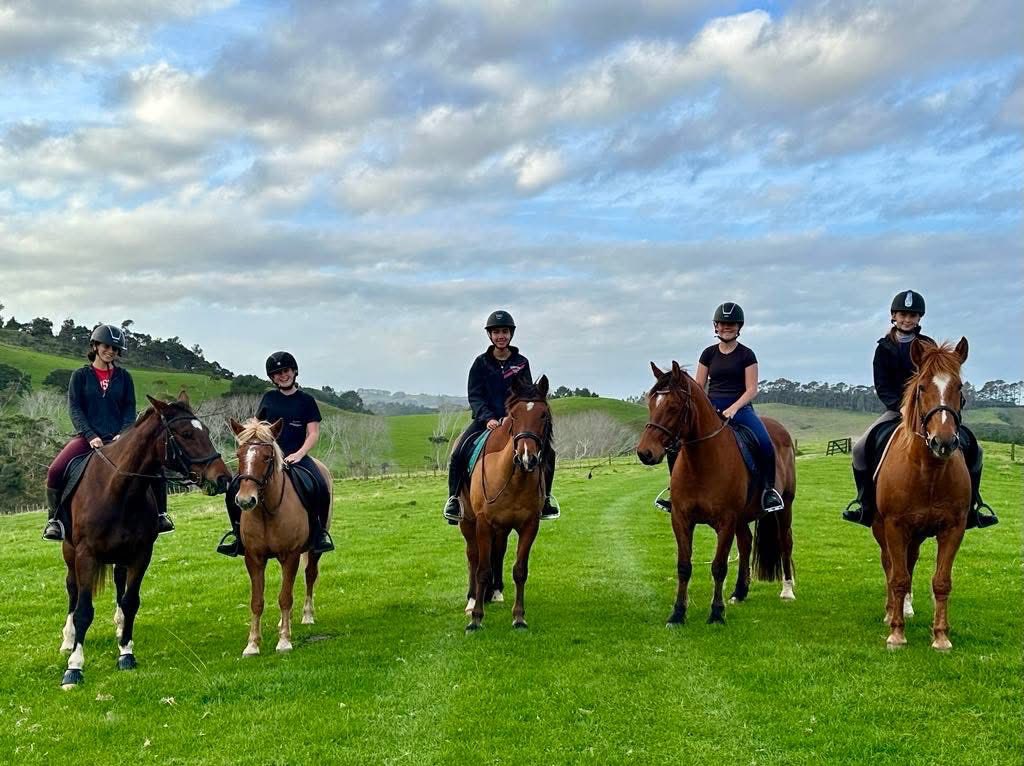 Horse receiving rehabilitation care